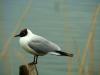 DSC06186-II.jpg